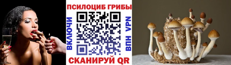 где продают наркотики  Можга  Галлюциногенные грибы Psilocybe 